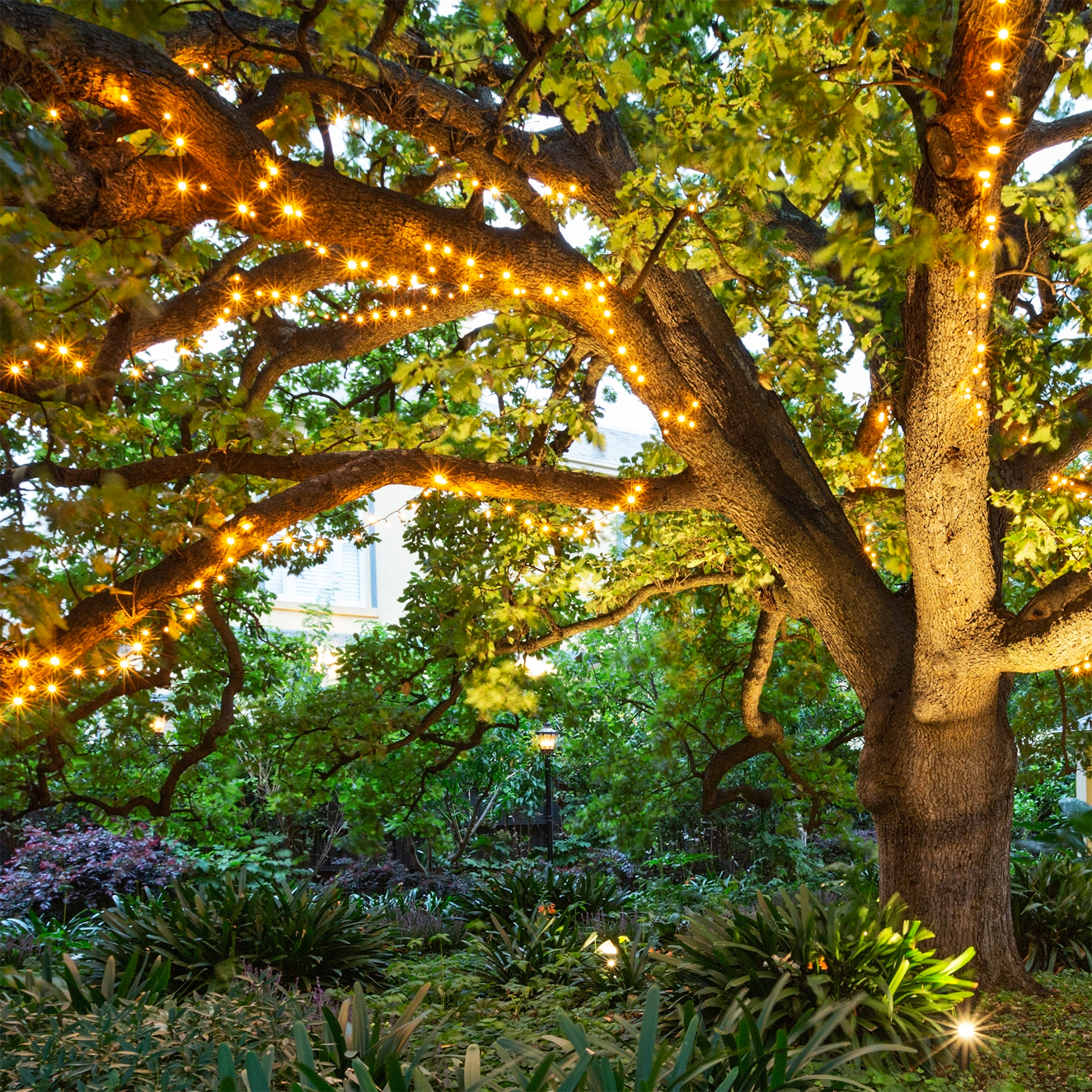 Commercial-grade fairy lighting - Image 4